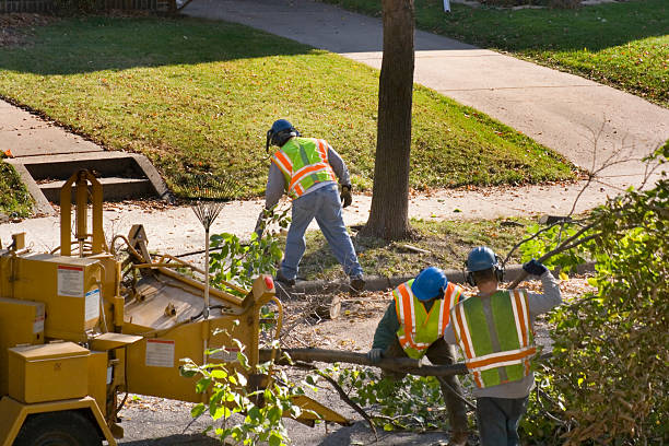 The Steps Involved in Our Tree Care Process in Herriman, UT